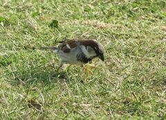 Passer domesticus