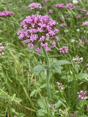 Centranthus macrosiphon