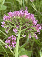 Centranthus macrosiphon