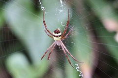 Argiope minuta
