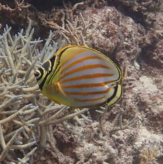 Chaetodon ornatissimus