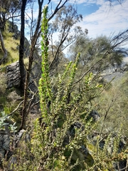 Acacia paradoxa