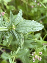 Centranthus macrosiphon