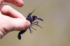 Cherax robustus