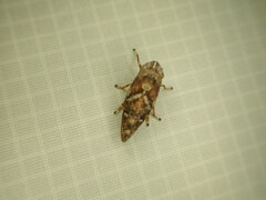 Cicadomorpha