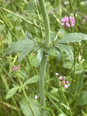 Centranthus macrosiphon