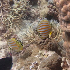Chaetodon ornatissimus