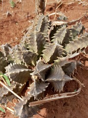 Huernia