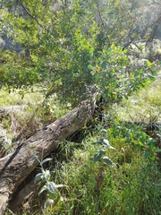 Dodonaea viscosa spatulata