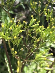 Senecio picridioides