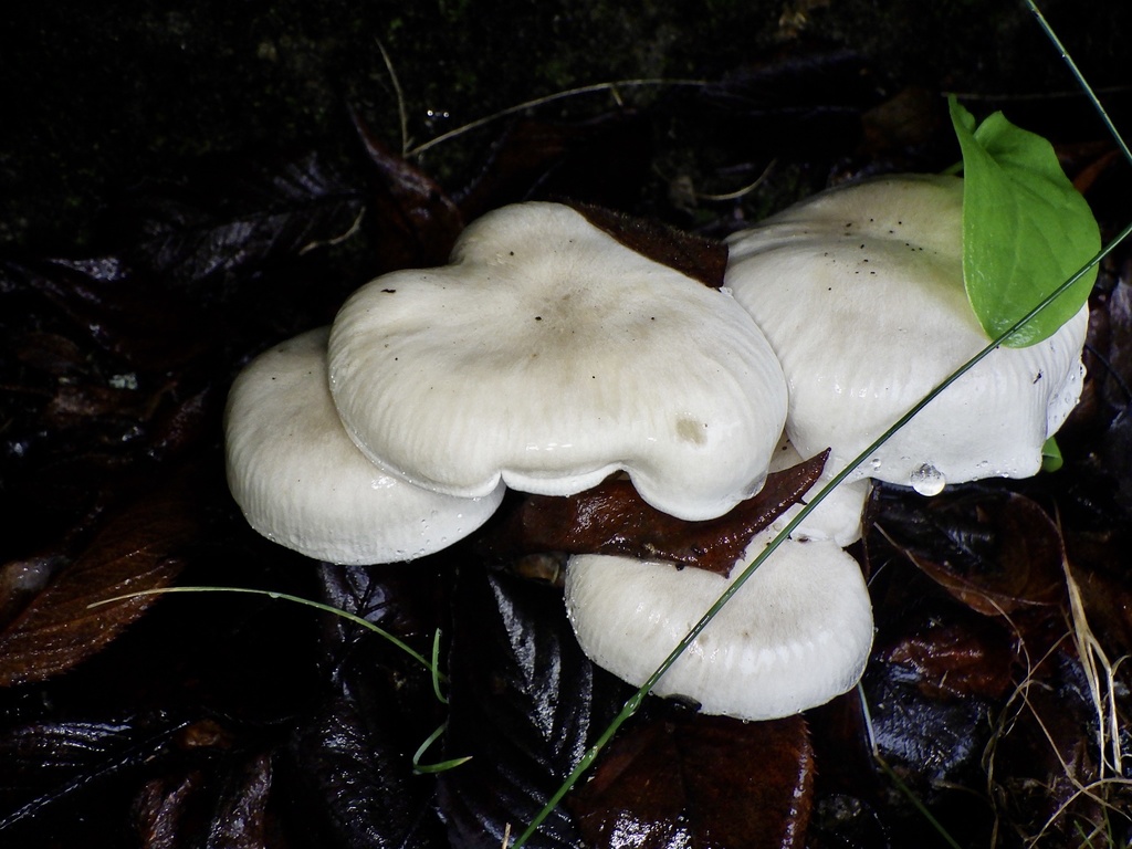 Clitocybe nebularis · October 2022 · photo: © re_nebel (iNaturalist, cc-by)