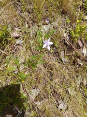 Lithotoma axillaris