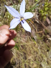 Lithotoma axillaris