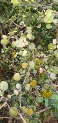 Coprosma spathulata