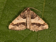 Frederickia hypaethrata