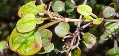 Coprosma spathulata