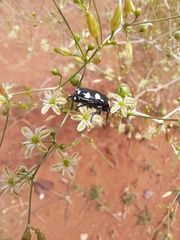 Mausoleopsis amabilis
