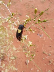 Pedinorrhina trivittata