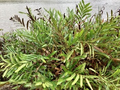 Acrostichum speciosum