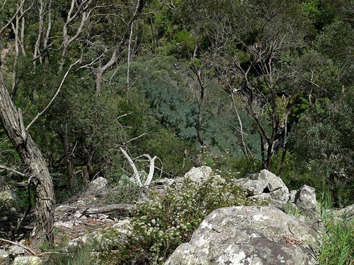 Acacia blayana, photograph 1