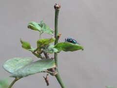 Lucilia eximia