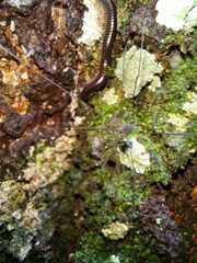 Neopantopsalis pentheter