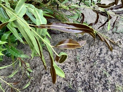 Acrostichum speciosum