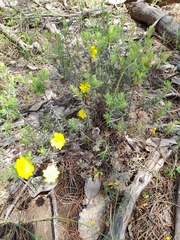 Hibbertia crinita