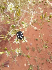 Mausoleopsis amabilis