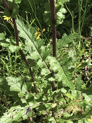 Senecio picridioides