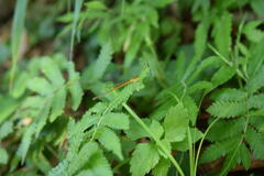 Ceriagrion auranticum