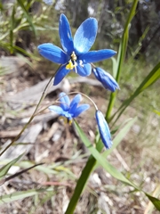 Stypandra glauca