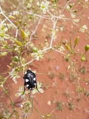 Mausoleopsis amabilis