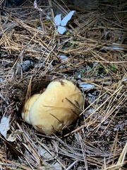 Hygrophorus flavodiscus