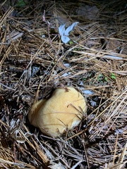 Hygrophorus flavodiscus