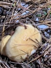Hygrophorus flavodiscus