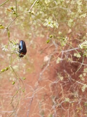 Leucocelis