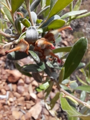Grevillea floribunda