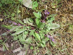 Ajuga reptans