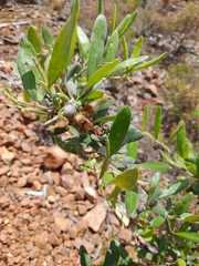 Grevillea floribunda