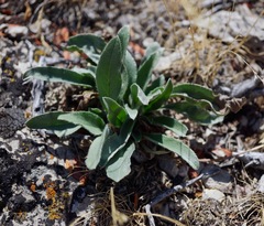 Oreocarya flavoculata