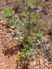 Grevillea floribunda