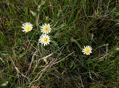 Taraxacum glaucanthum