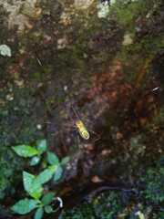 Leucauge