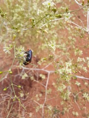 Leucocelis