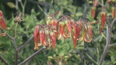 Cotyledon velutina