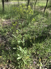 Senecio picridioides
