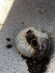 Scarabaeidae