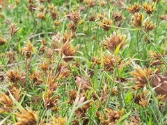 Cyperus polystachyos