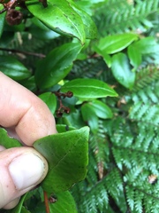 Metrosideros albiflora